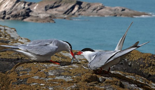 A male Arctic Tern passes his catch to a female, on the Farne Islands in Northumberland, England.