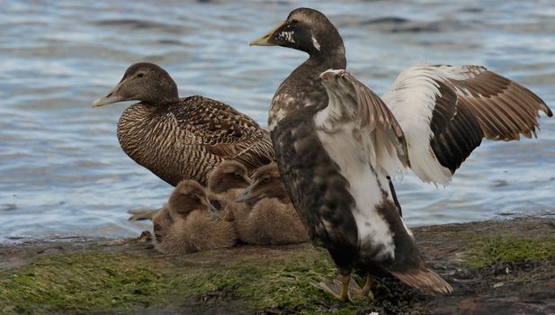 The Eider breeds in coastal areas of Northern Europe, including Britain.