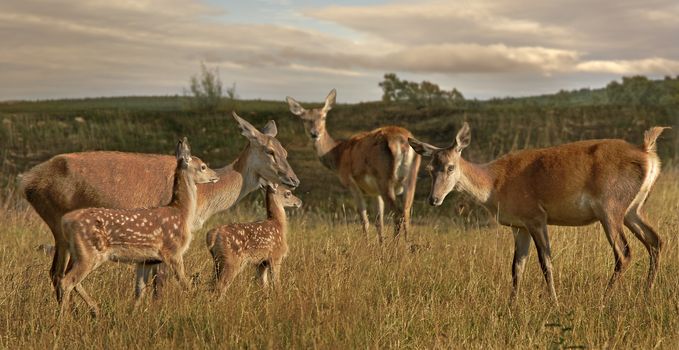 Female Fallow deer with young ones wander the hills in Yorkshire England.