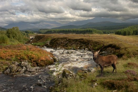 A Red Deer stag pauses by the river in Glen Roy in the Scottish Highlands.