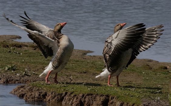 Two Greylag Geese exercising their wings, at a nature reserve in North Norfolk, England.