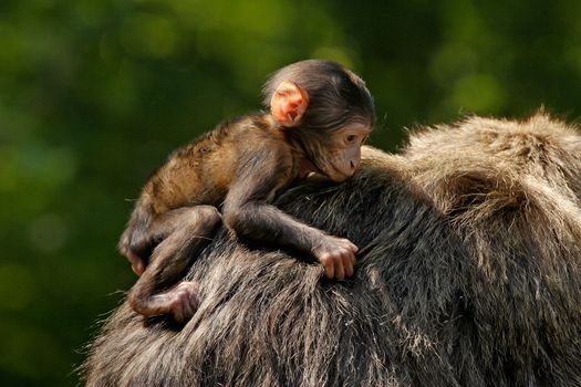A young Barbary Macaque monkey rides on an adults back at the Monkey Forrest at Trentham in Staffordshire, England. 