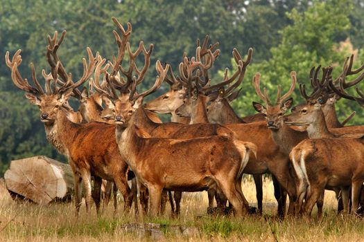 A herd of Red Deer stand allert near to woodland in Yorkshire, England.