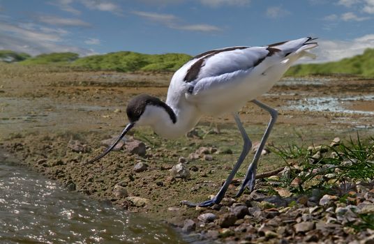 An Avocet searches for food at low tide in the estuary.