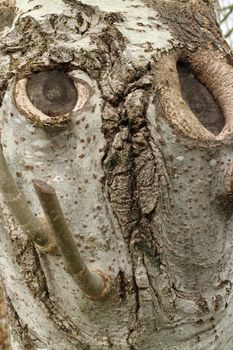 A tree with a face
