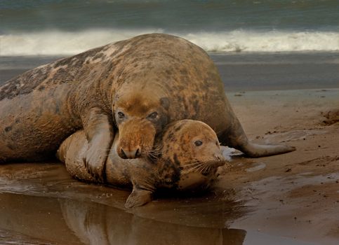 A small female Atlantic Grey Seal has attracted the attention of a large male, during mating time at Donna Nook in Lincolnshire, England.