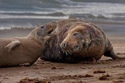 A male and a female Atlantic Grey Seal are attracted to each other at mating time, on the beach at Donna Nook in Lincolnshire England.