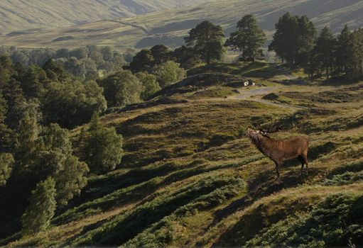 A Red Deer Stag overlooks his terratory in the valley below on Rannoch Moor in Scotland.