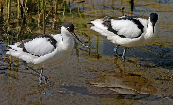 Two Avocets looking for food in shallow water at a nature reserve in North Norfolk, England.