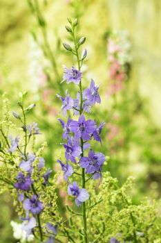 Flowerbed with sage flowers - toned image in the closeup