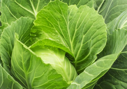 close-up of fresh cabbage