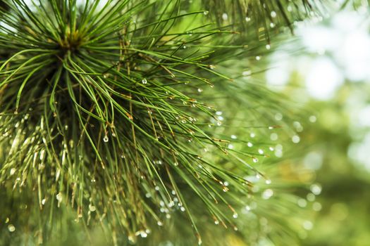 Pine tree isolated in nature in the closeup