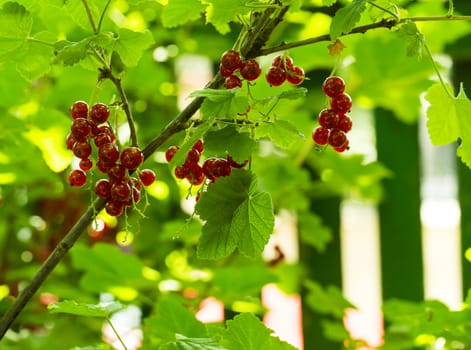 Red currants in the garden isolated in the closeup