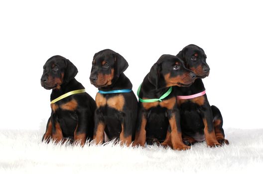 Group of dobermann puppies on white background