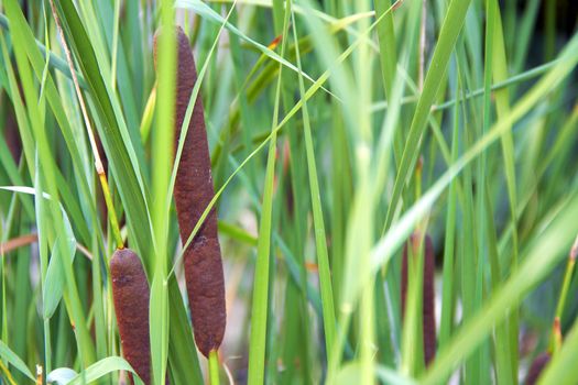 big green reed in summer season. nature