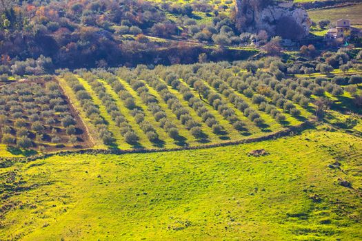 View of olive tree grove in the Leonforte countryside