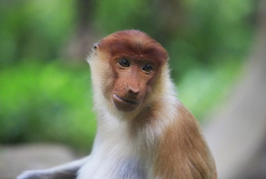 Proboscis Monkeys, Nasalis larvatus, or long-nosed monkeys, the worlds most endangered primates, are endemic to the mangrove forests of the Southeast Asian island of Borneo. Proboscis Monkey Sanctuary, Sandakan, Sabah, Malaysia.