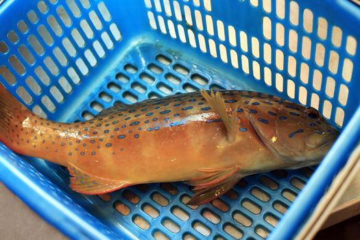 Freshly caught coral grouper fish in the blue basket