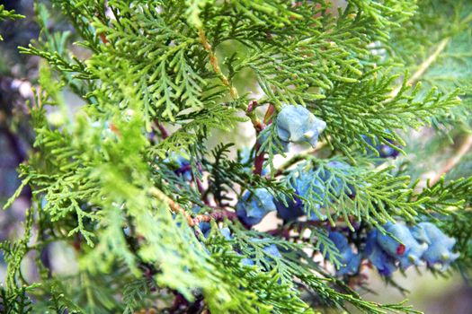 Thuja with fruit on the branches in summer