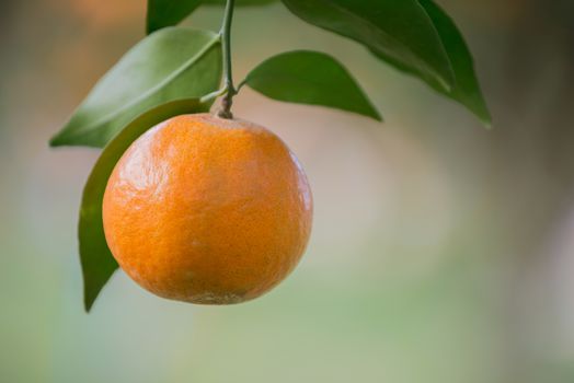 fresh orange hang on tree