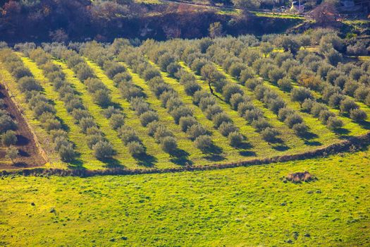 View of olive tree grove in the Leonforte countryside