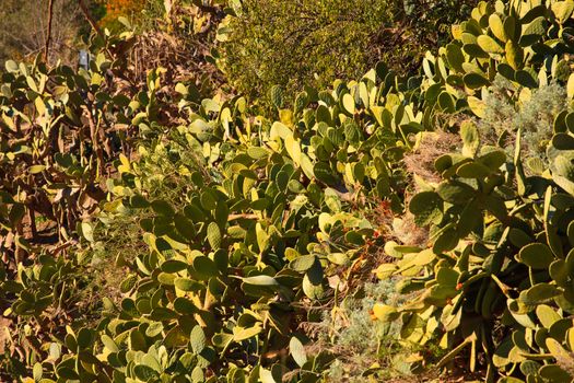 View of Prickly pears plant in leonforte