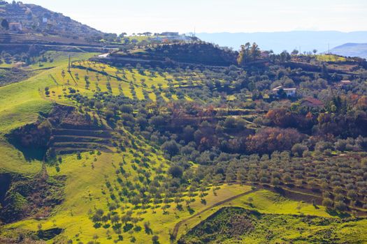 View of olive tree grove in the Leonforte countryside