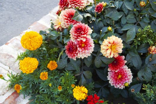 flowerbed with red and yellow flowers