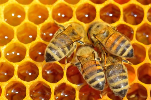 Close up view of the working bees on honey cells