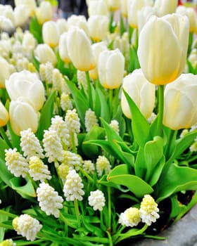 Muscari botryoides and tulips in spring time