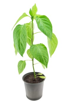 Pepper seedling isolated on a white background 