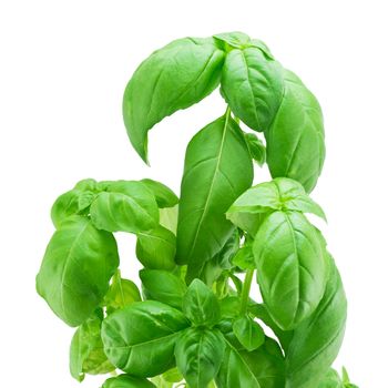 Leaves of basil isolated on a white background 