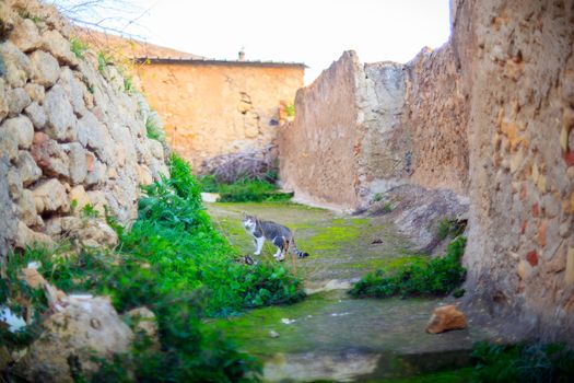 View of the cat in the rural street, Leonforte