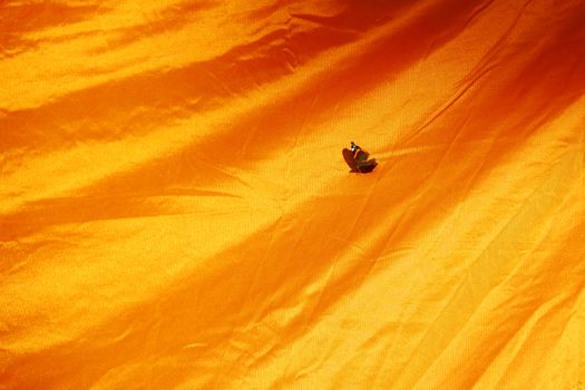 butterfly on big red and orange silk