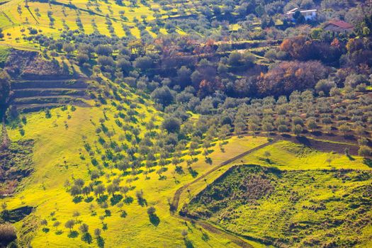 View of olive tree grove in the Leonforte countryside