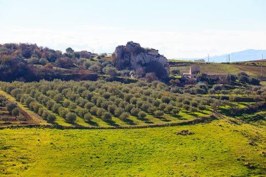 View of olive tree grove in the Leonforte countryside