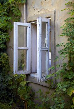 old Window in bushes and shrubs in summer