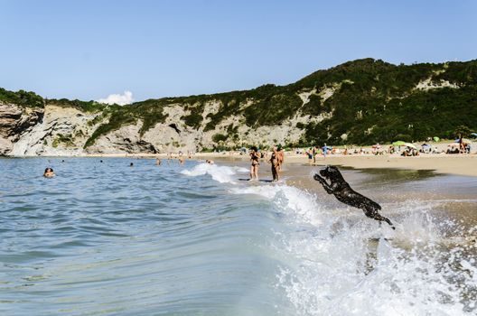 Dog playing on the beach in Hendaye France.