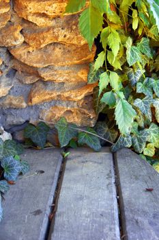 beauty wild grapes wall  as background