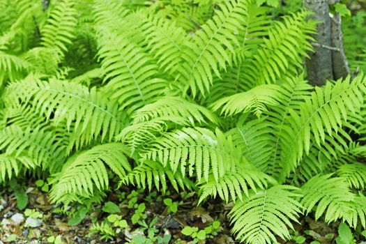 Fern leaves and bush in the summer forest