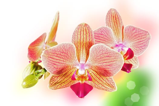 Phalaenopsis orchid flowers on a blurry background