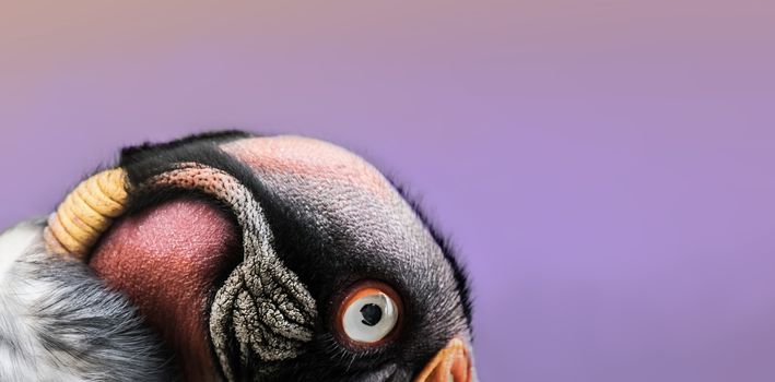 Closeup picture of a king vulture (Sarcoramphus papa) face showing its amazing colors and texture 