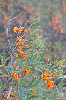 branch of a wild sea-buckthorn in autumn time