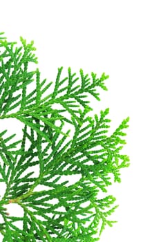 Young branch of a thuja isolated on a white background