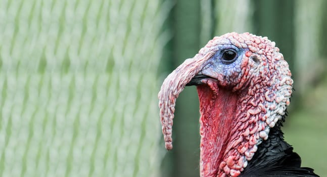 Closeup portrait of a turkey (Meleagris gallopavo) in the poultry-yard