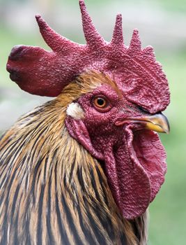 Vertical picture of  beautiful colorful rooster looking at the camera 