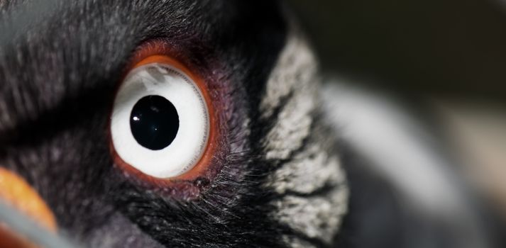 A beautiful king vulture seeing through its cage 