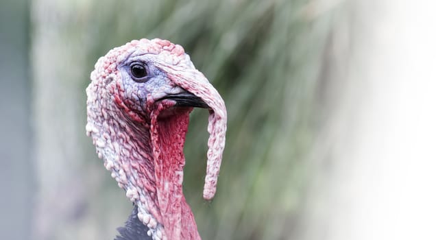 Closeup portrait of a turkey (Meleagris gallopavo) in the poultry-yard