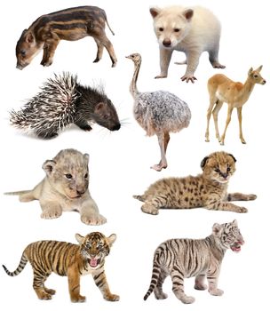 baby animals collection isolated on white background