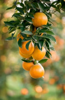 fresh orange hang on tree